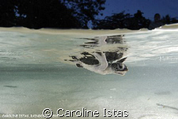 Tukik, baby turtle swimming out for the first time. by Caroline Istas 